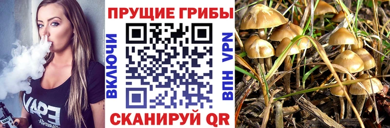 Псилоцибиновые грибы Cubensis Купить Усть-Илимск